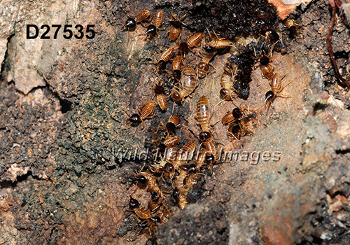 Nasutitermes corniger